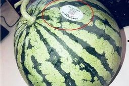 网红西瓜一瓜三吃,创意美食新潮流